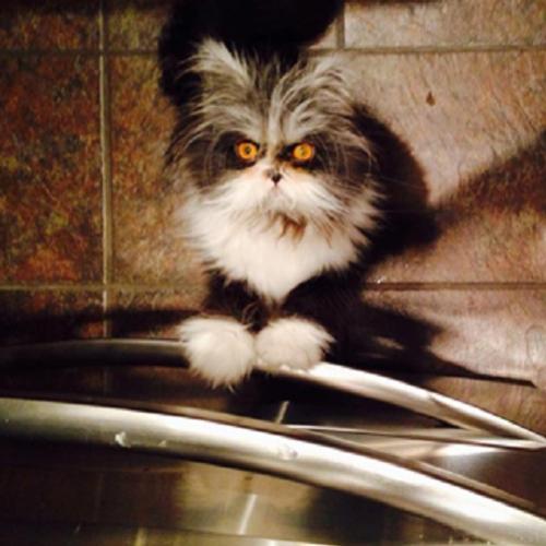 Conheça o gato com os olhos mais assustadores que você já viu