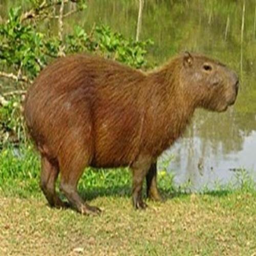 Capivara o maior roedor do mundo 