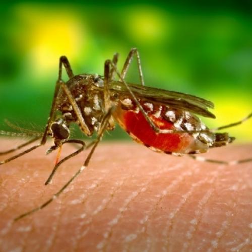 Quem bebe muita cerveja recebe mais picada de mosquito.