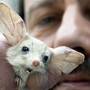 Conheça o Jerboa um Pokemon de verdade