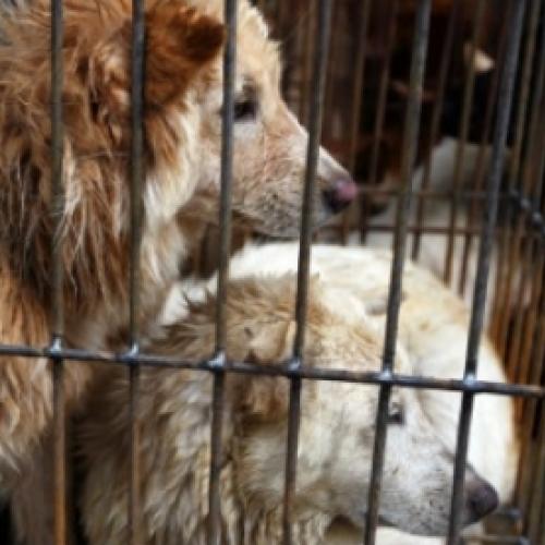 Milhares de cães viram comida em polêmico festival na China