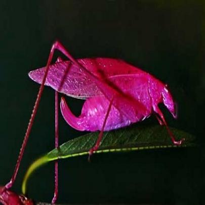 Insetos cor de rosa a evolução da natureza bichos incríveis veja