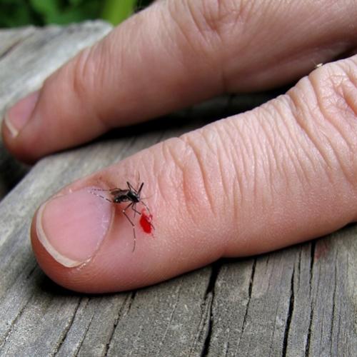 Por que os mosquitos preferem picar algumas pessoas em vez de outras?