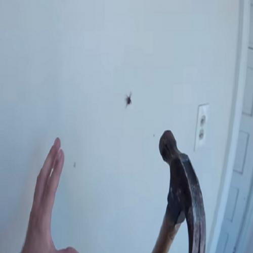 Quando aparece uma aranha e casa