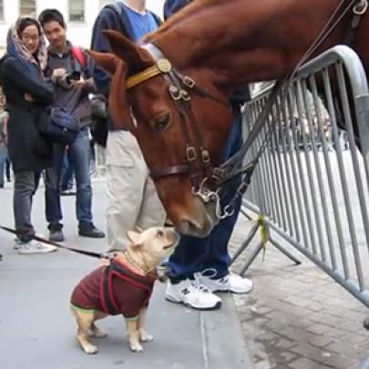 Cachorro hiperativo tenta fazer um novo amigo