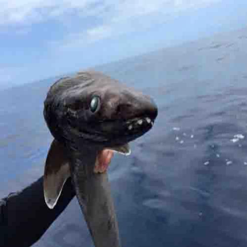 Tubarão mais antigo do mundo é capturado!