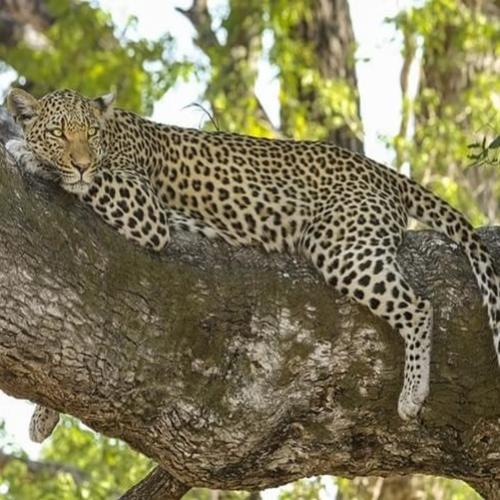 TOP 5 - Fatos interessantes sobre os leopardos