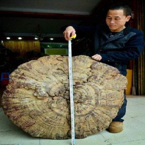 Encontrado o maior cogumelo medicinal do mundo!