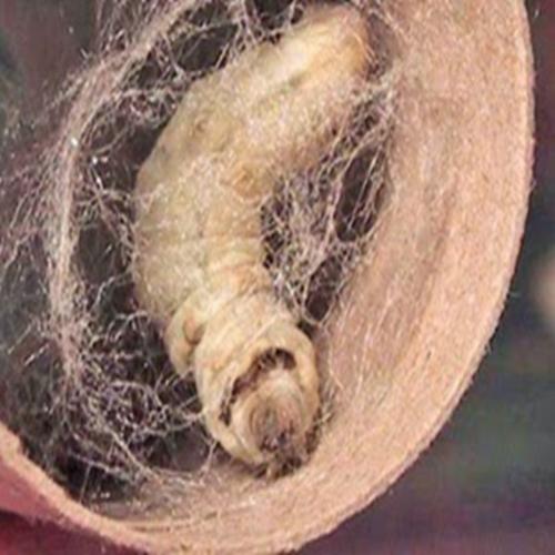 Bicho-da-seda: saiba como a seda é produzida 