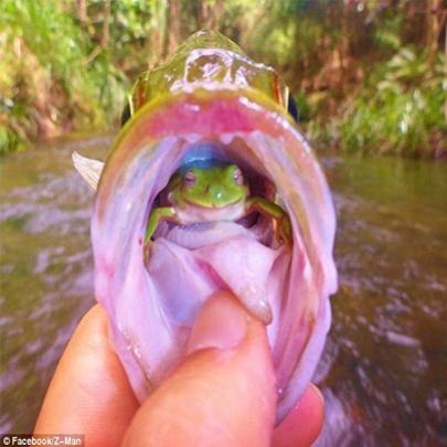 Pescador encontra sapo dentro da boca do peixe