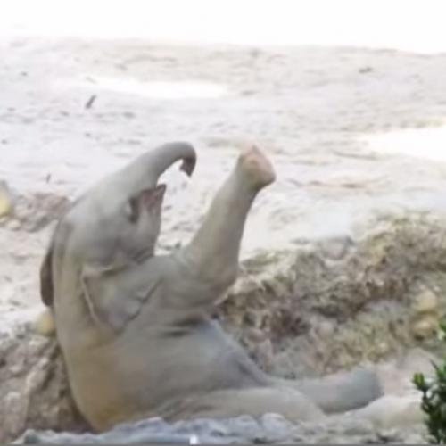 O que acontece quando um bebe elefante esta em perigo