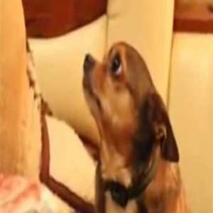 A reação de um cachorrinho ao receber uma bronca