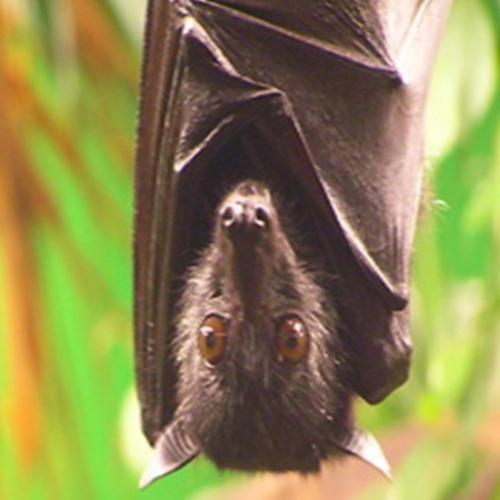 Morcegos: únicos mamíferos com capacidade de vôo 