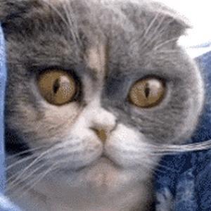 Gato ativando o seu Sharingan