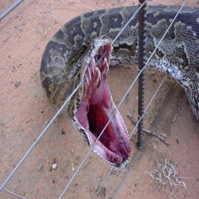 Derrubando mitos sobre a Anaconda (Sucuri) 