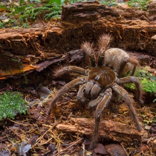 Conheça a maior aranha do mundo