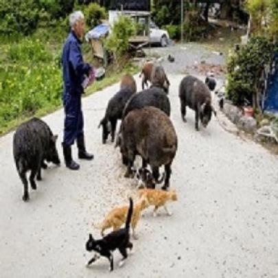 Japonês Arrisca-se em Cidade Radioativa Para Salvar Animais