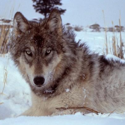 Como este animal conseguiu mudar radicalmente uma região