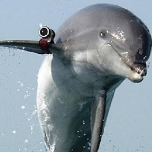 Os maiores guerreiros do mundo animal #10