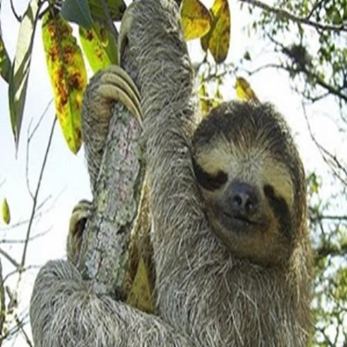 Bicho preguiça curiosidades. Apesar de lentas em terra, as preguiças 