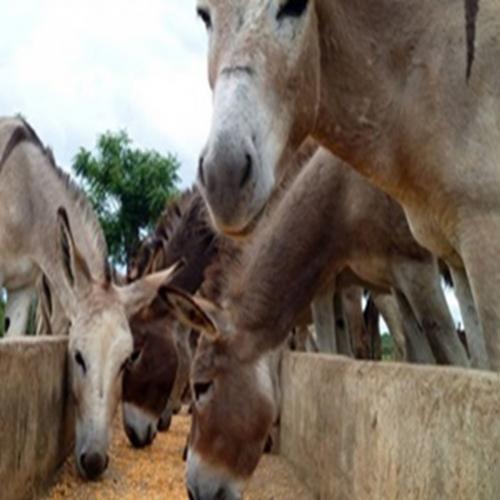 Saiba a diferença entre jumento, burro, jegue, asno 