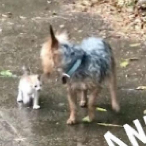 Cachorro resgata gatinho abandona e o adota na hora