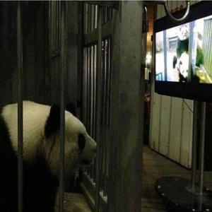 Pandas assistem vídeos pornôs na China