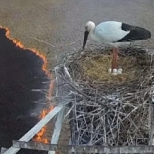 Pássaro ignora incêndio para cuidar de seu ninho