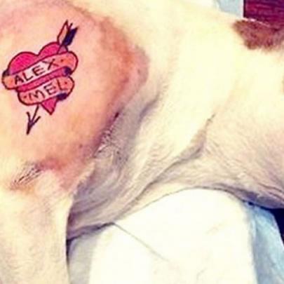 Homem causa polêmica após tatuar o próprio cão