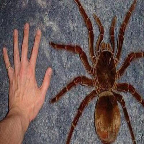 Conheça a aranha do tamanho de um filhote de cachorro que vive na Amaz