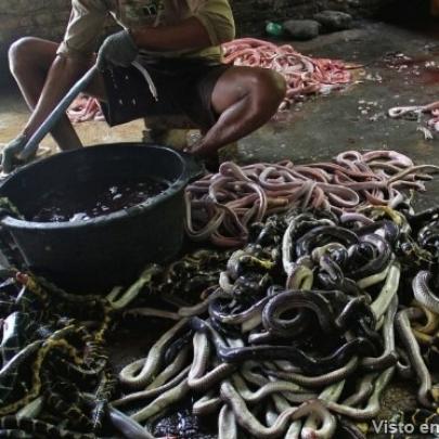 Um massacre de serpentes na Indonésia para comércio de peles