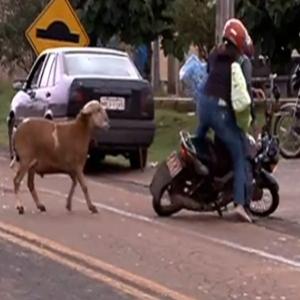 Bode aterrorizando as pessoas nas ruas