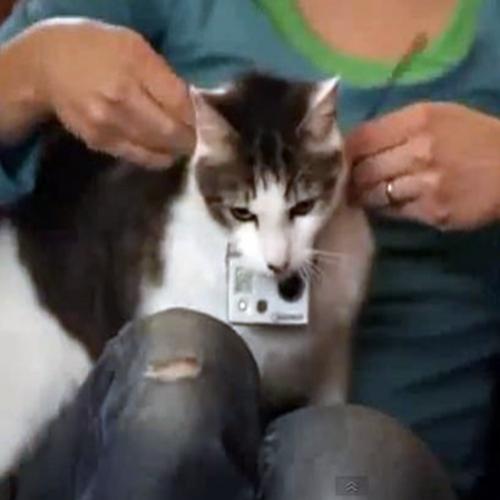 Mulher coloca câmera em gato e se assusta com as imagens