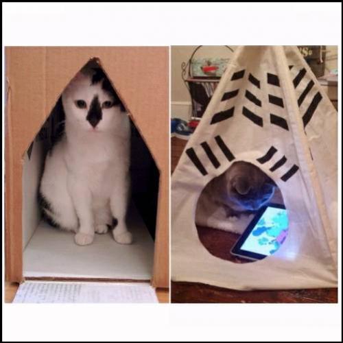 Gatos, antes e depois da tecnologia