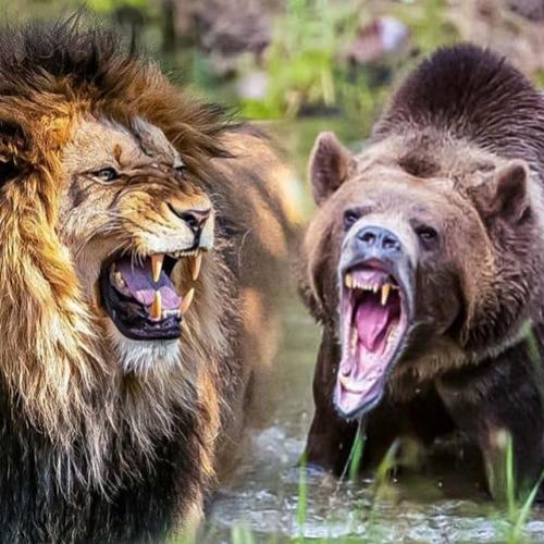 Leão vs urso: Quem vence essa batalha?