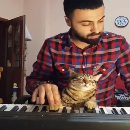 O verdadeiro gato pianista da internet