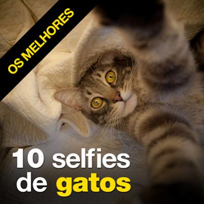 10 melhores selfies de gatos