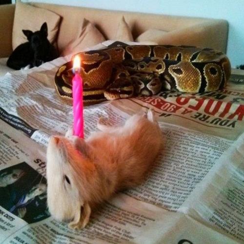 Aniversário da cobra