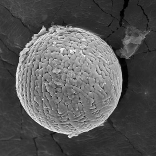 Cientistas encontram micrometeoritos que caíram na Terra há 2,7 bilhõe