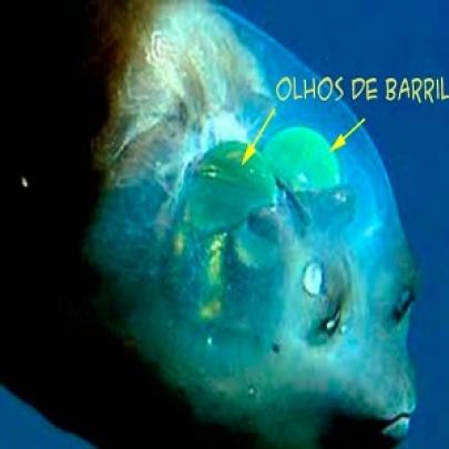 O peixe com a cabeça transparente uma raridade da vida marinha