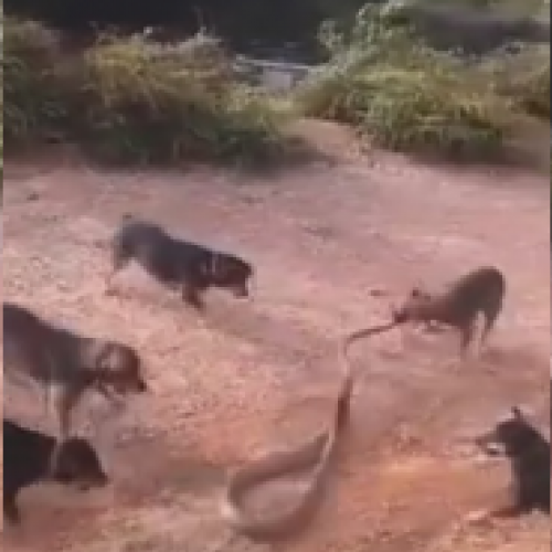 Cobra Vs cães