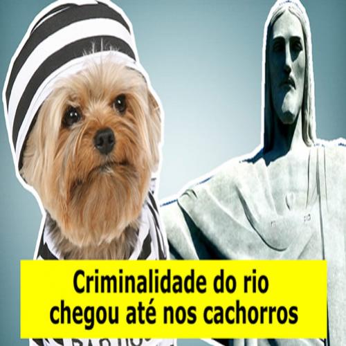 Criminalidade do Rio chegou até nos cachorros