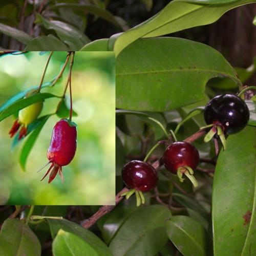 Frutas pouco conhecidas têm poder anti-inflamatório e antioxidante