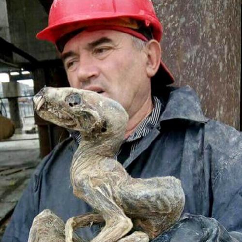 Mineiros da Sibéria, na Rússia, encontram corpo de criatura...