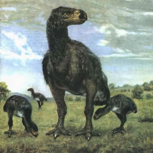 Pássaro pré-histórico gigante