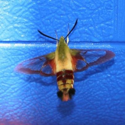 Conheça o inseto mais veloz que você já viu