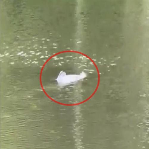 Criatura misteriosa é flagrada nadando em lago de parque nos EUA