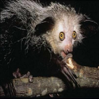 10 estranhas criaturas de Madagascar