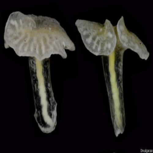 Cientistas não sabem como classificar misterioso 'cogumelo' marinho