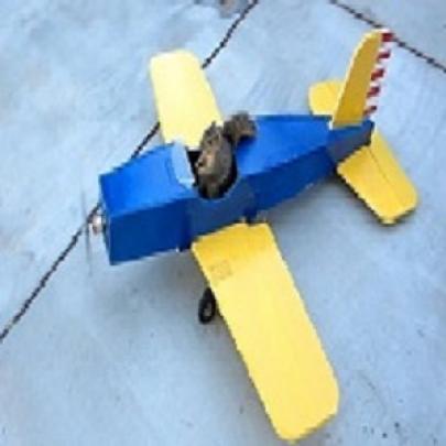 Esquilo ladrão de aviões